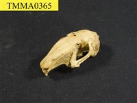 藏品(臺灣野兔頭骨)的圖片